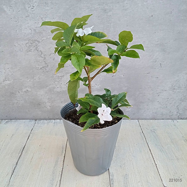 ニオイバンマツリ（ブルンフェルシア）4号鉢植え