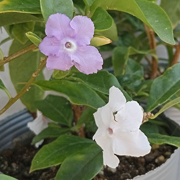 ニオイバンマツリ（ブルンフェルシア）4号鉢植え