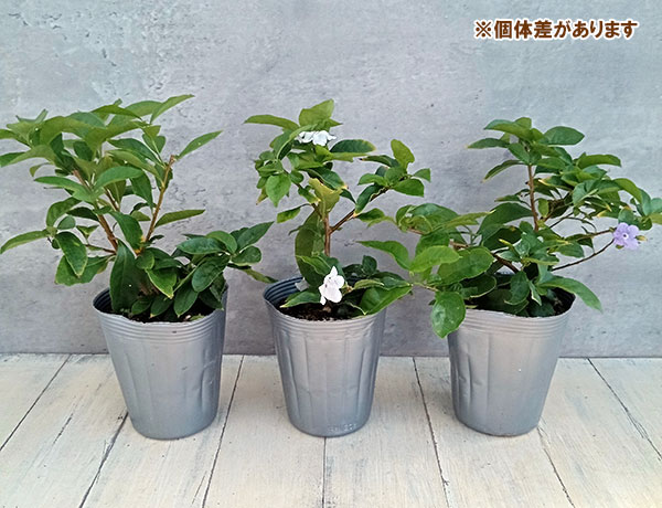 ニオイバンマツリ（ブルンフェルシア）4号鉢植え