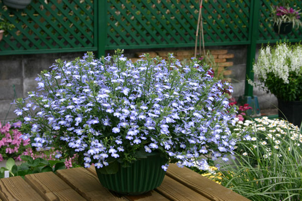 ロベリア:ホットアーティック8号スタンド鉢植え