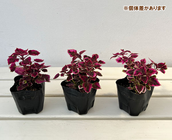 コリウス:ときめきリンダ3号ポット