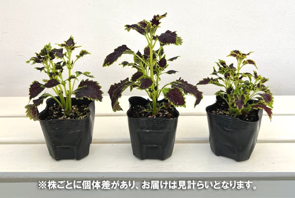 コリウス(中型):ブラックマジック3号ポット2株セット