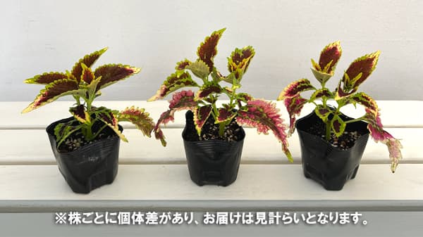 コリウス:摩天楼(マテンロウ)3号ポット