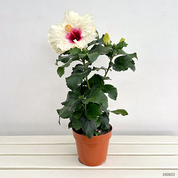 園芸ネット本店｜ハイビスカス：マドンナ（ヒノマル）5号鉢植え の通販