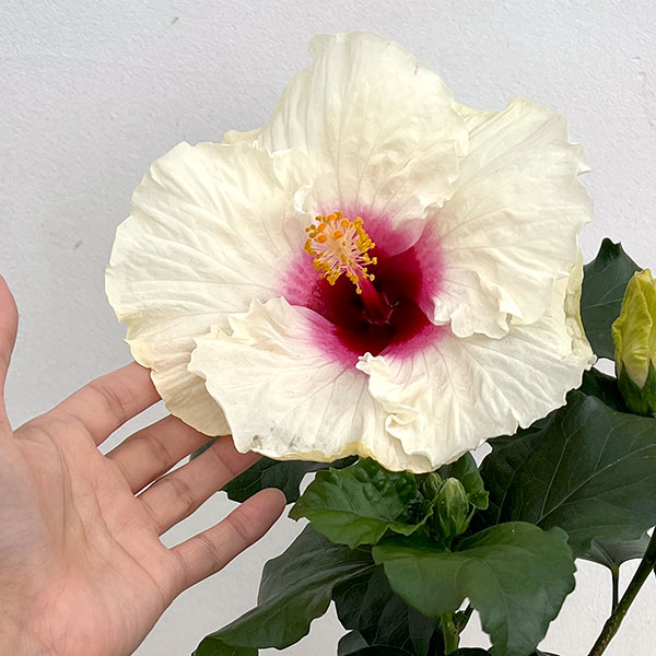 園芸ネット本店｜ハイビスカス：マドンナ（ヒノマル）5号鉢植え の通販