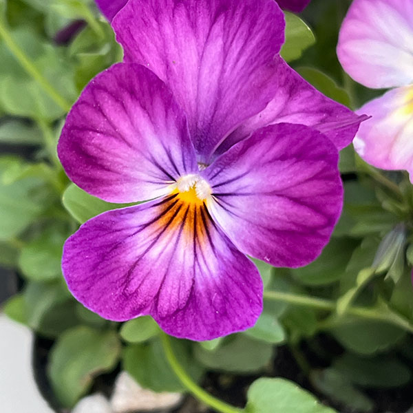 ビオラ：ビビ ラベンダーアンティーク3～3.5号ポット