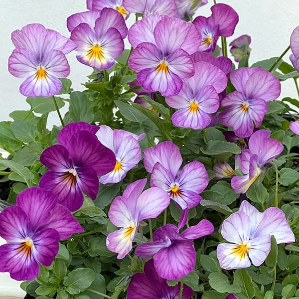 ビオラ：ビビ ラベンダーアンティーク3～3.5号ポット