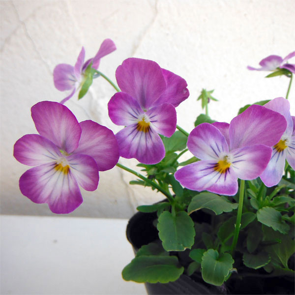 ビオラ：ビビ ラベンダーアンティーク3～3.5号ポット