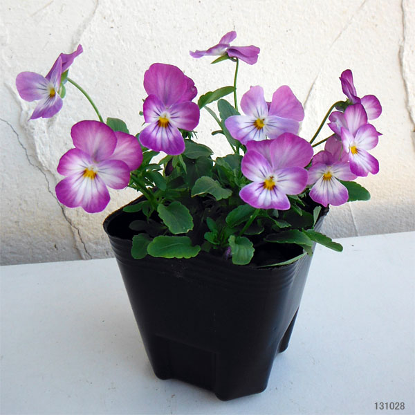 ビオラ：ビビ ラベンダーアンティーク3～3.5号ポット