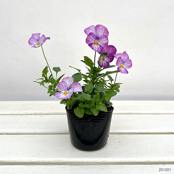 園芸ネット本店｜ビオラ：ビビ ラベンダーアンティーク3～3.5号ポット