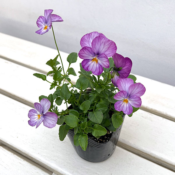 園芸ネット本店｜ビオラ：ビビ ラベンダーアンティーク3～3.5号ポット