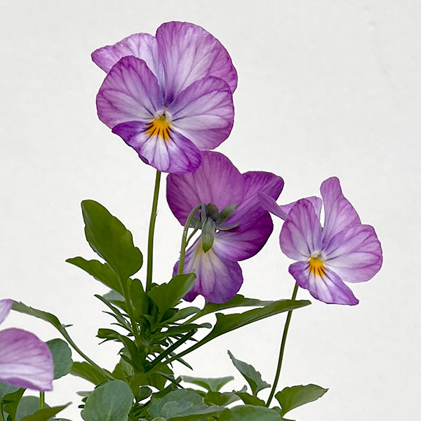 ビオラ：ビビ ラベンダーアンティーク3～3.5号ポット