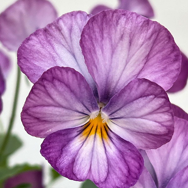 ビオラ：ビビ ラベンダーアンティーク3～3.5号ポット