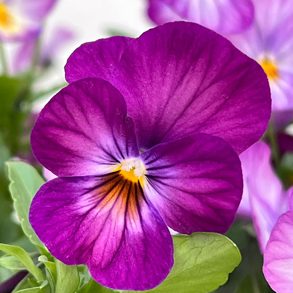 ビオラ：ビビ ラベンダーアンティーク3～3.5号ポット