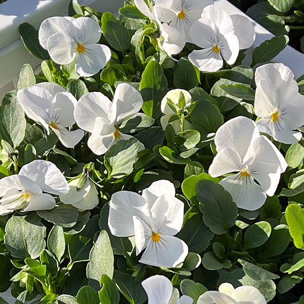 ビオラ：ビビ クリアホワイト3～3.5号ポット4株セット