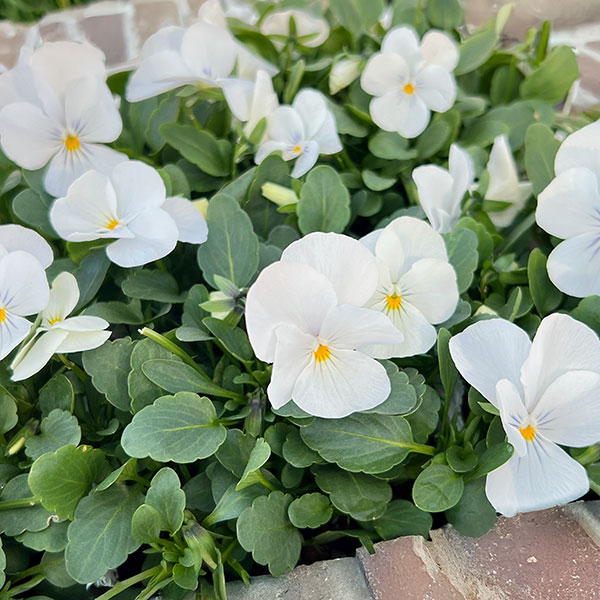 ビオラ：ビビ クリアホワイト3～3.5号ポット4株セット