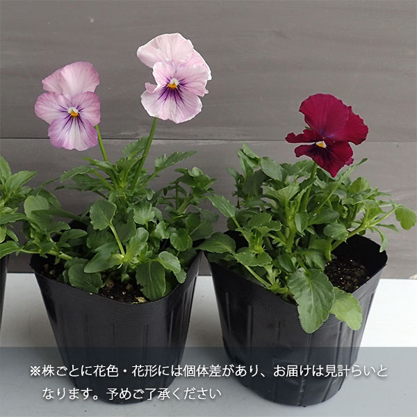 イマン　パンジーピンク ウインターパンジー・F1ナチュレ ローズピンク| 種・苗