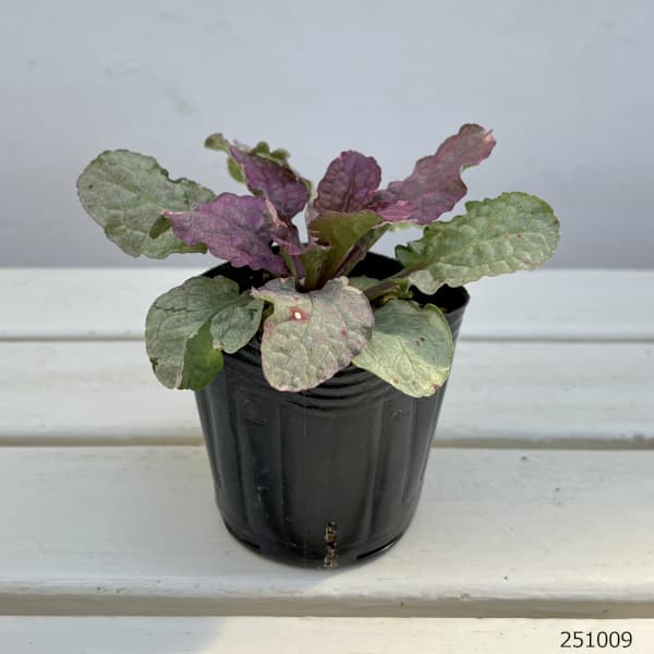 アジュガ :シュガープラム3号ポット