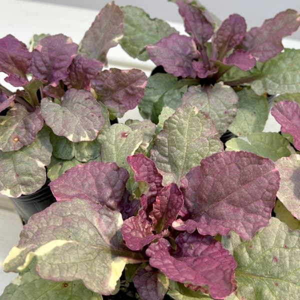 アジュガ :シュガープラム3号ポット