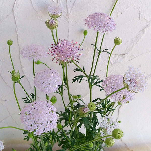 ブルーレースフラワー:ピンク3.5号ポット