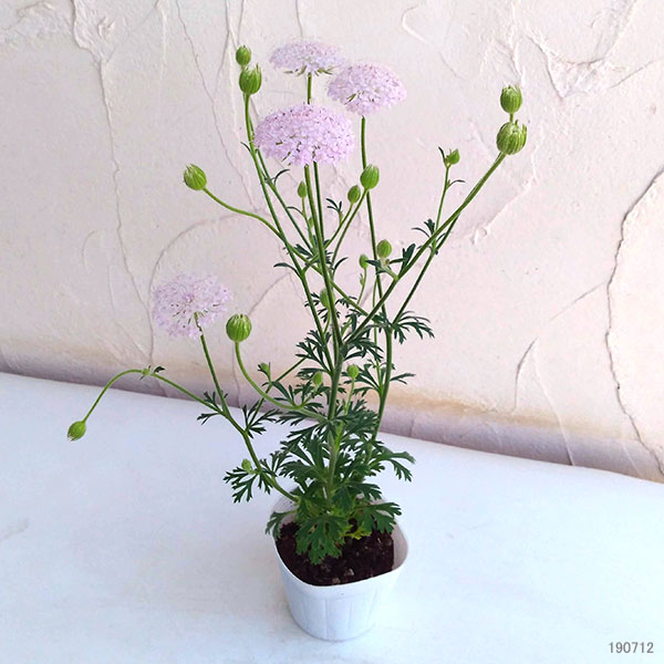 ブルーレースフラワー:ピンク3.5号ポット