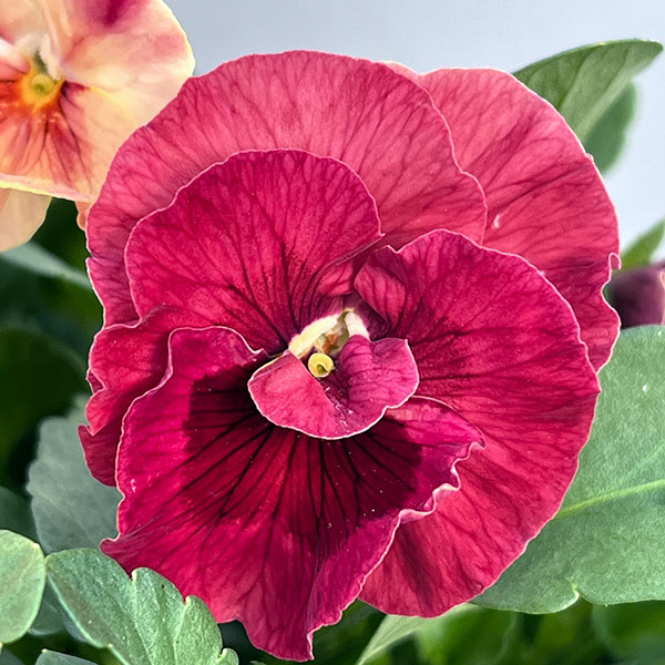 うえたコレクションパンジー：春マンボー3.5号ポット