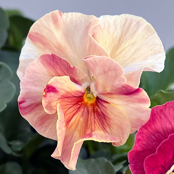 うえたコレクションパンジー：春マンボー3.5号ポット