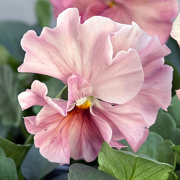 うえたコレクションパンジー：春マンボー3.5号ポット