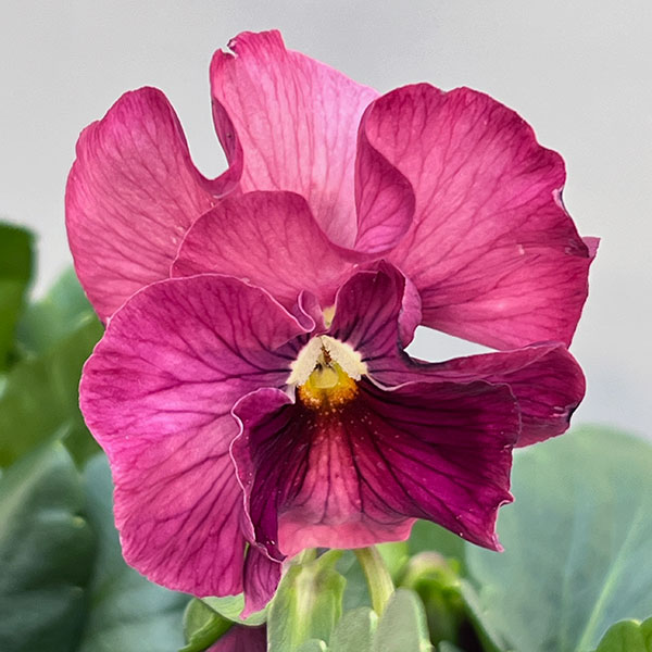 うえたコレクションパンジー：春マンボー3.5号ポット