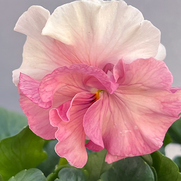 うえたコレクションパンジー：春マンボー3.5号ポット