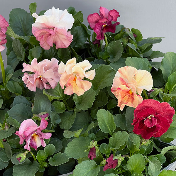 うえたコレクションパンジー：春マンボー3.5号ポット