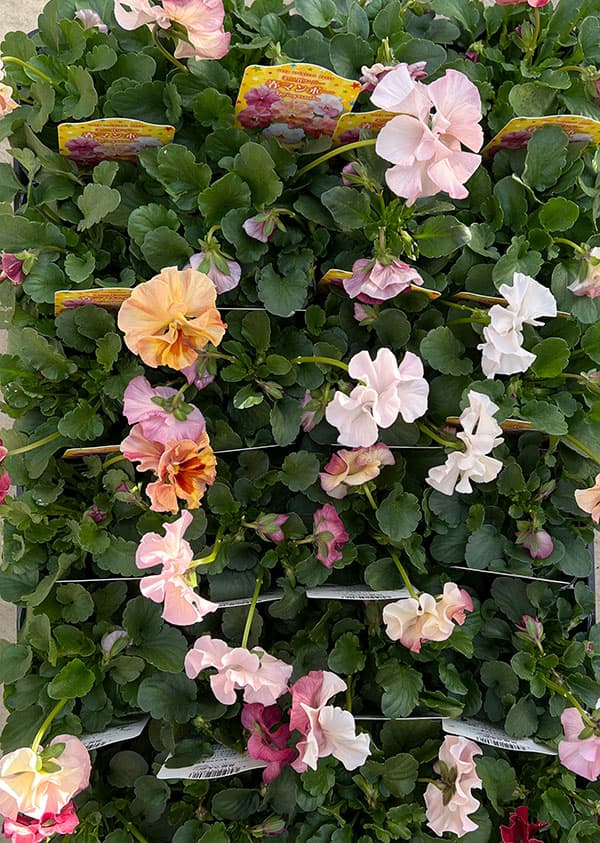 うえたコレクションパンジー：春マンボー3.5号ポット