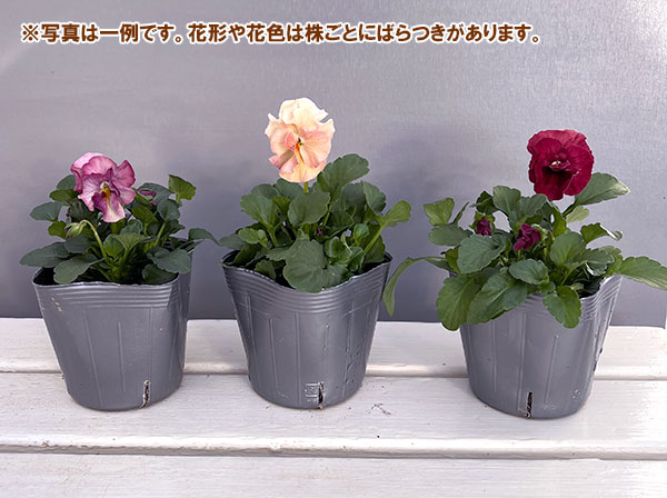 うえたコレクションパンジー：春マンボー3.5号ポット
