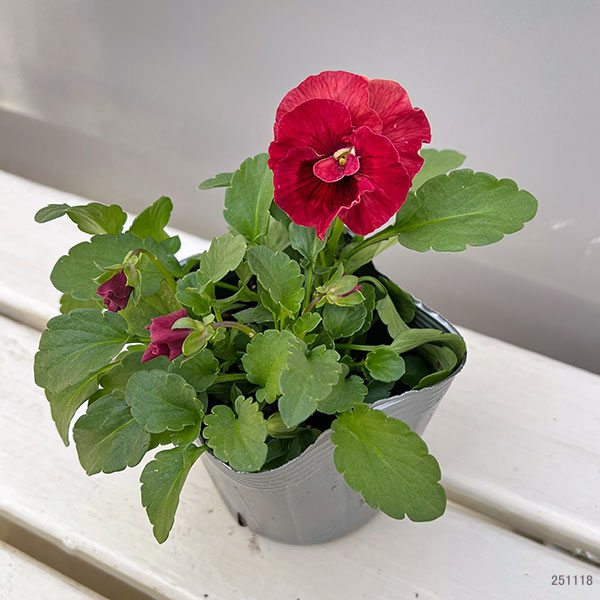 うえたコレクションパンジー：春マンボー3.5号ポット