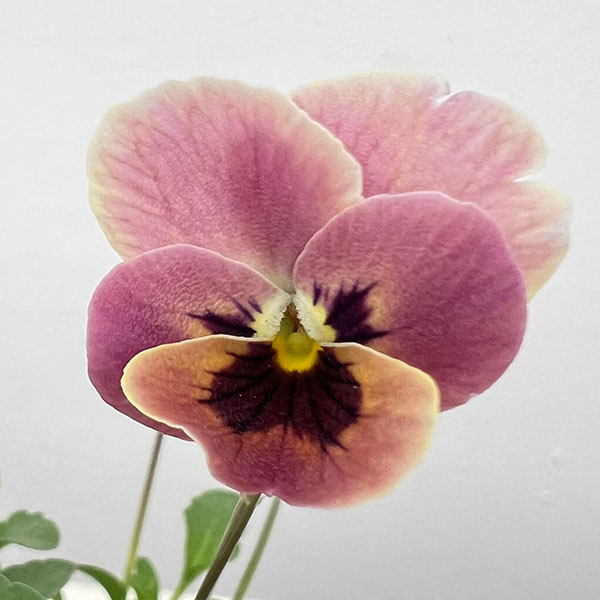 見元園芸さんのビオラ：ピンクコアラ3-3.5号ポット