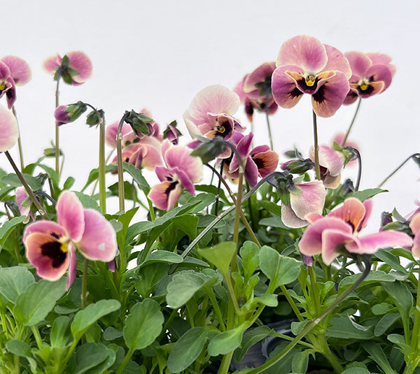 見元園芸さんのビオラ：ピンクコアラ3-3.5号ポット