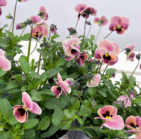 見元園芸さんのビオラ：ピンクコアラ3-3.5号ポット