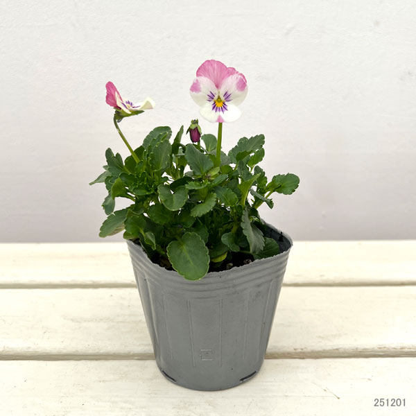 見元園芸さんのビオラ：春の恋3-3.5号ポット 3株セット