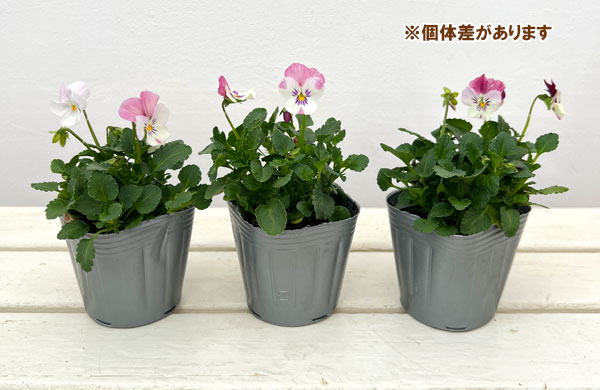 見元園芸さんのビオラ：春の恋3-3.5号ポット 3株セット