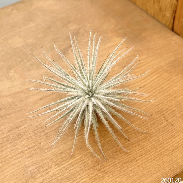 チランジア：テクトラム（テクトルム） Sサイズ（直径3～5cm）