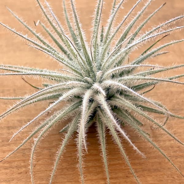 チランジア：テクトラム（テクトルム） Sサイズ（直径3～5cm）