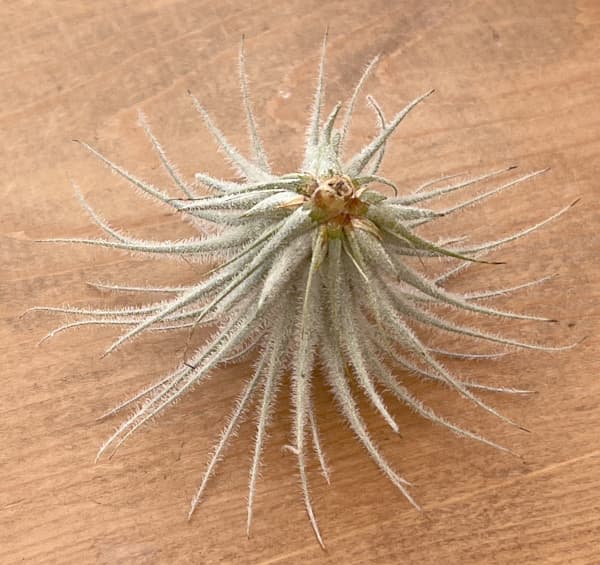 チランジア：テクトラム（テクトルム） Sサイズ（直径3～5cm）