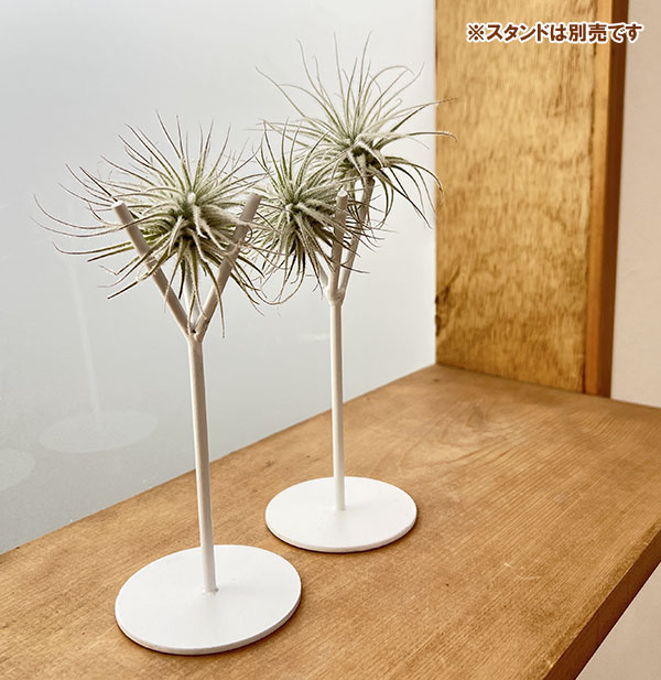 チランジア：テクトラム（テクトルム） Sサイズ（直径3～5cm）