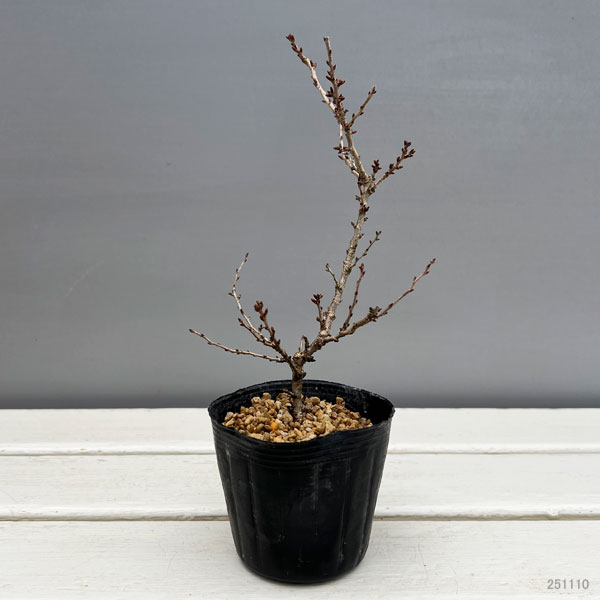 フジザクラ（富士桜）：八房3号ポット