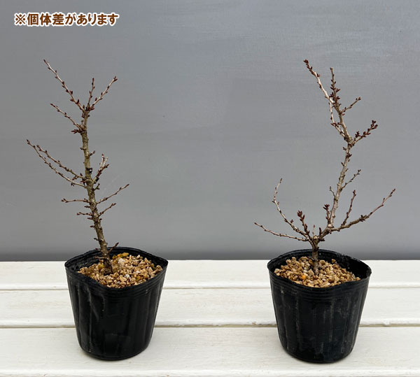 フジザクラ（富士桜）：八房3号ポット