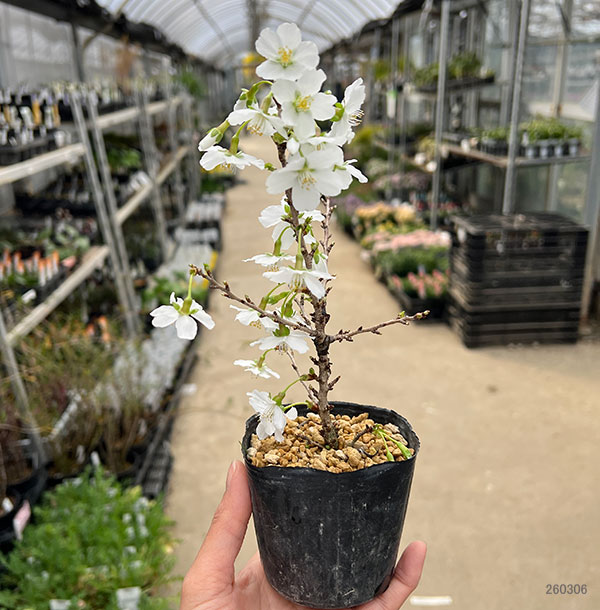 フジザクラ（富士桜）：八房3号ポット