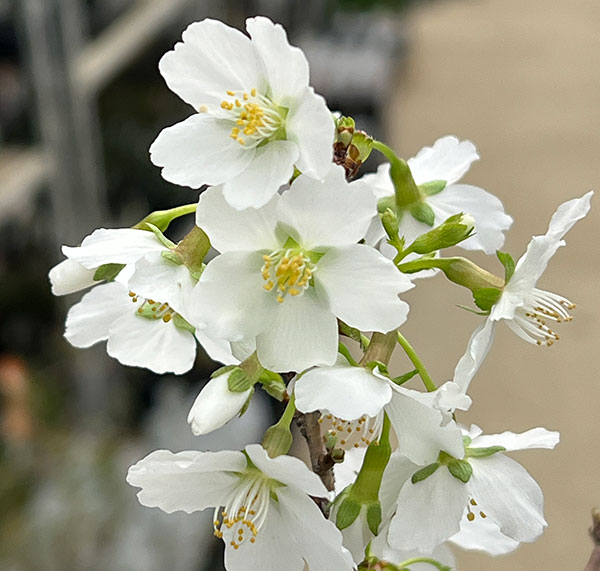 フジザクラ（富士桜）：八房3号ポット