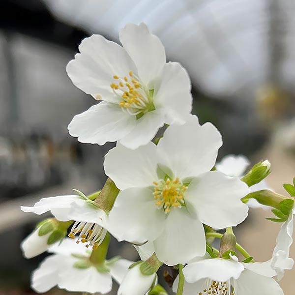 フジザクラ（富士桜）：八房3号ポット