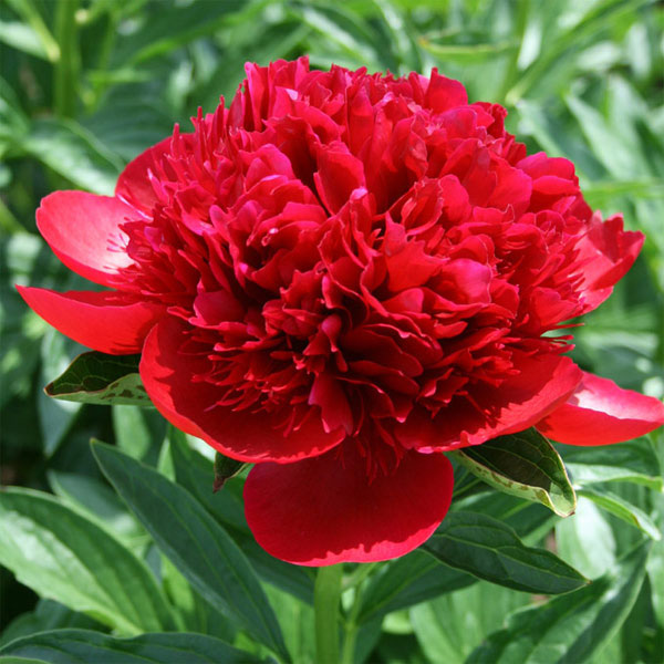 シャクヤク（芍薬）：レッドチャーム4号ポット