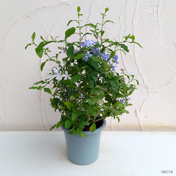 プルンバーゴ（ルリマツリ）：ブルーとホワイト5号鉢 2色寄せ植え